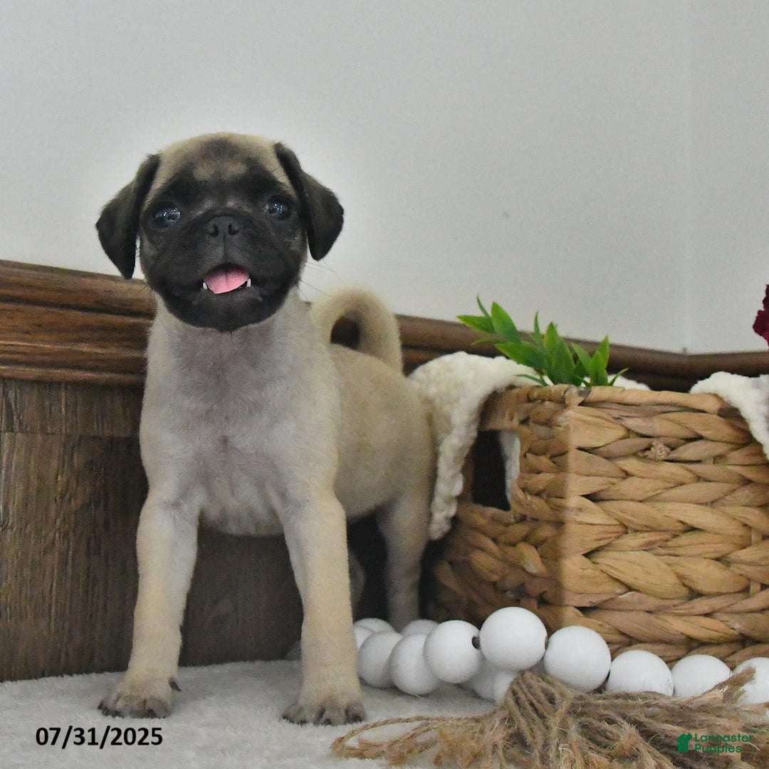 Puggle dogs for sale: Sunflower - Image 5