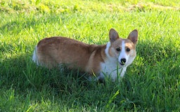 Welsh Corgi Pembroke dogs for sale: Kendra - Image 9