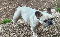 French Bulldog dogs for sale: Zara - Image 2