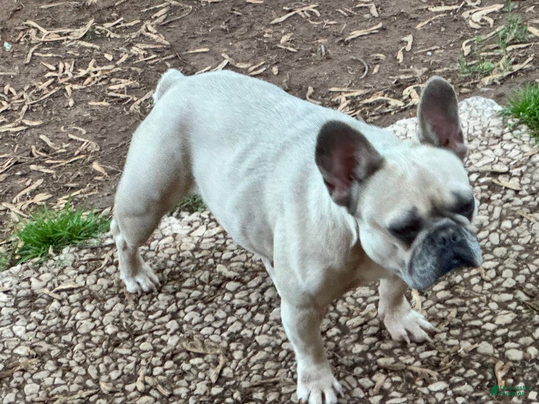 French Bulldog dogs for sale: Zara - Image 2