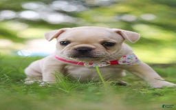 French Bulldog dogs for sale: Lacey - Image 6