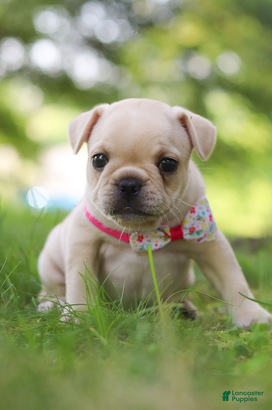 French Bulldog dogs for sale: Lacey - Image 6