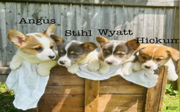 Welsh Corgi Pembroke dogs for sale: Angus - Image 1