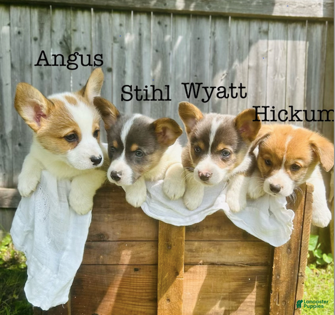 Welsh Corgi Pembroke dogs for sale: Angus - Image 1