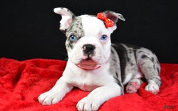 Frenchton dogs for sale: Flash - Image 5