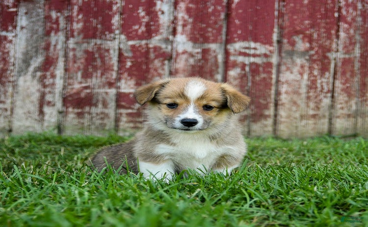 Welsh Corgi Pembroke dogs for sale - Ad 2