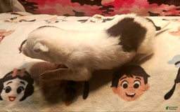Border Collie dogs for sale: Hondo - Image 23
