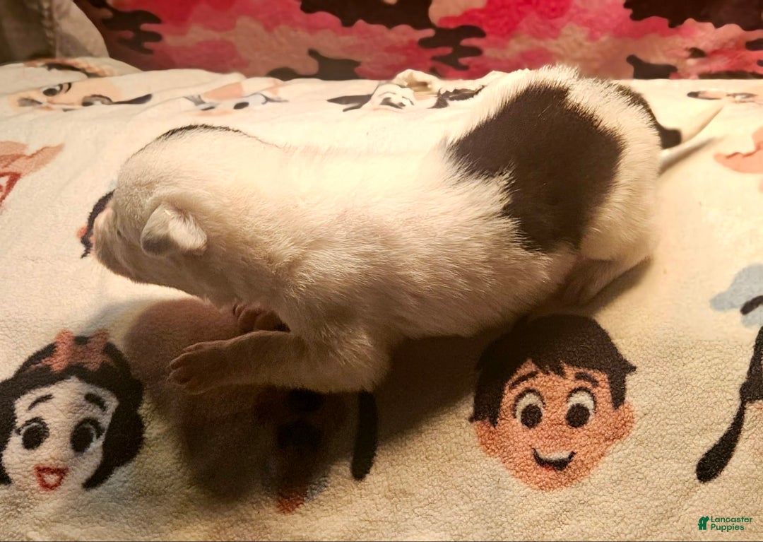 Border Collie dogs for sale: Hondo - Image 23