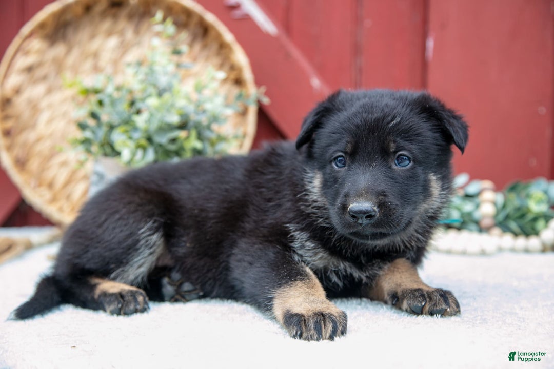 German Shepherd dogs for sale: Sushi - Image 10