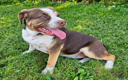 Puggle dogs for sale: Taffy - Image 3