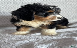 Mini Bernedoodle dogs for sale: Miles - Image 3
