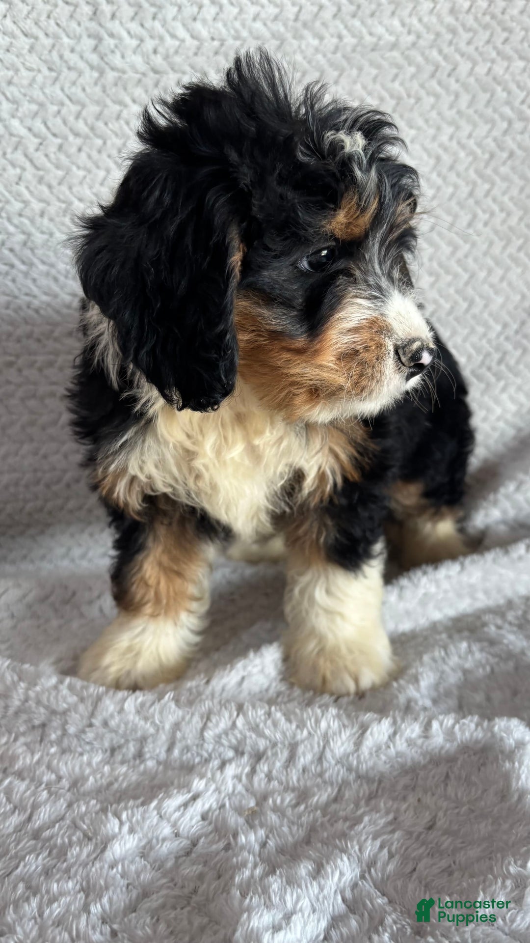 Mini Bernedoodle dogs for sale: Miles - Image 3
