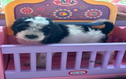 Aussiedoodle dogs for sale: Buster - Image 1