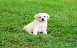 Labrador Retriever dogs for sale: Labrador Retriever 8 puppies - Image 21