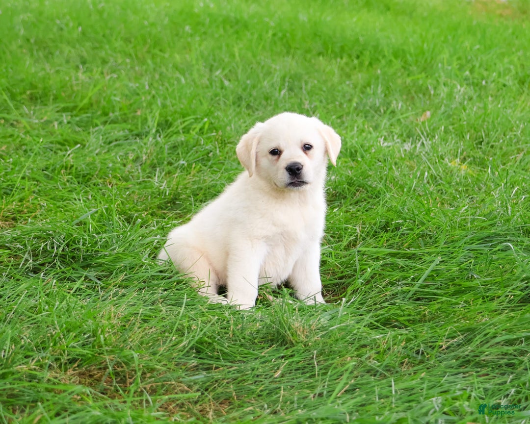 Labrador Retriever dogs for sale: Labrador Retriever 8 puppies - Image 21