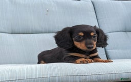 Miniature Dachshund dogs for sale: Miniature Dachshund 3 puppies - Image 14