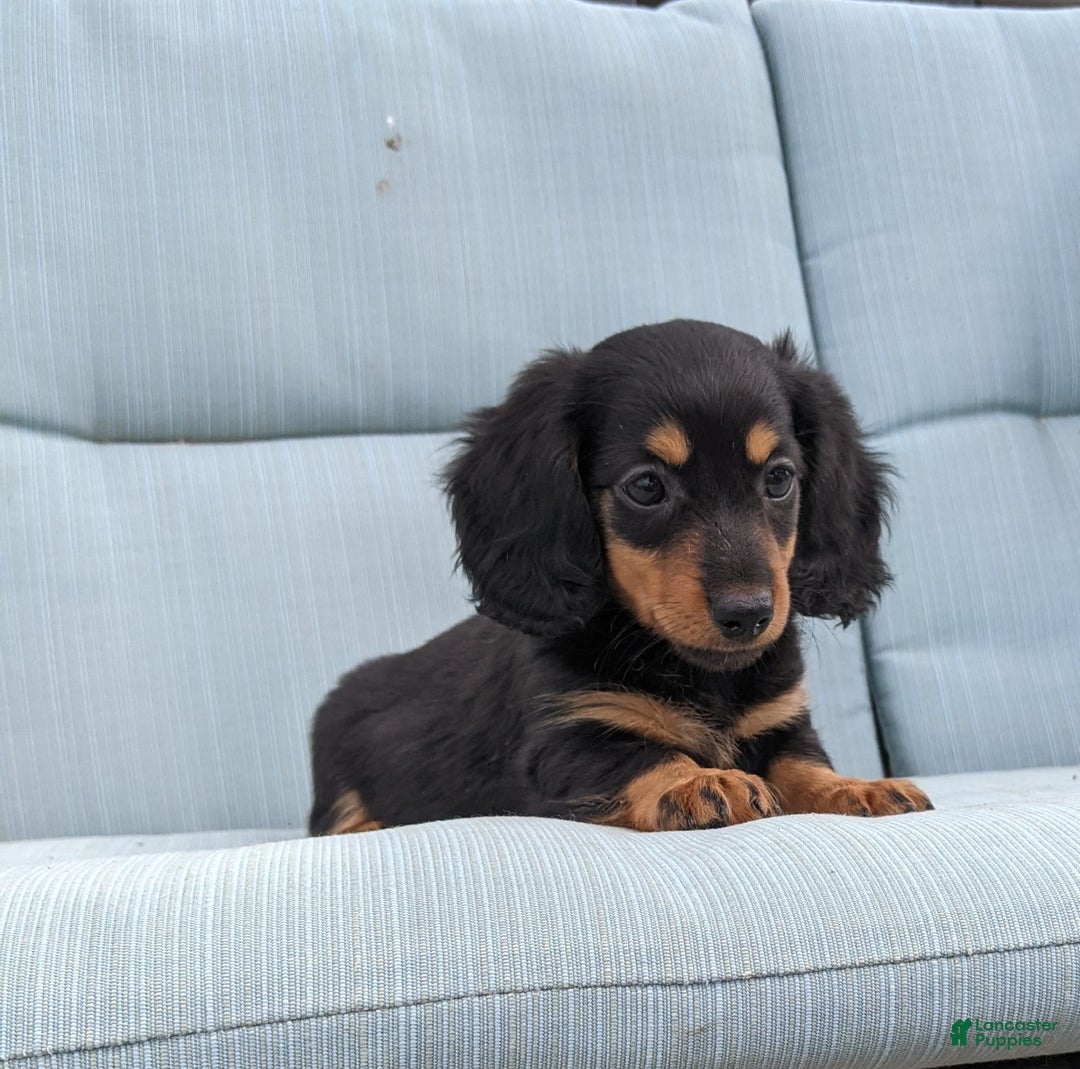 Miniature Dachshund dogs for sale: Miniature Dachshund 3 puppies - Image 14