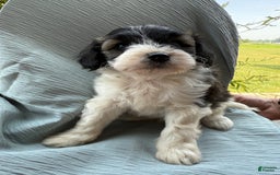 Teddy Bear dogs for sale: Evan - Image 3