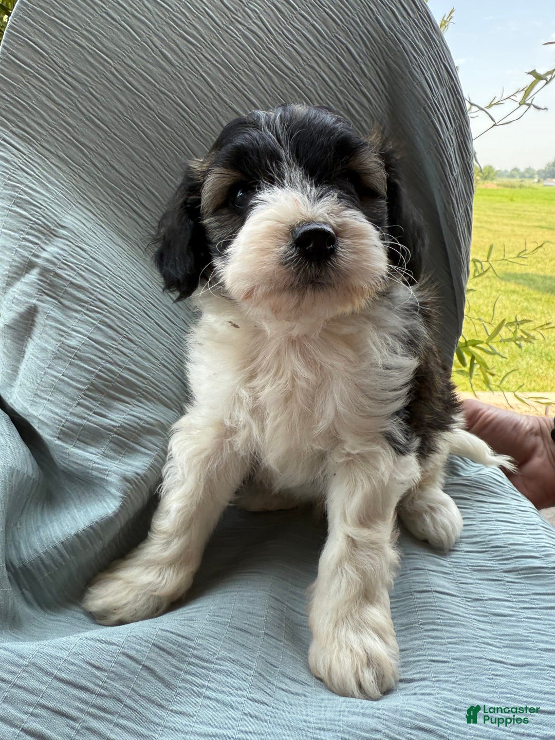 Teddy Bear dogs for sale: Evan - Image 3