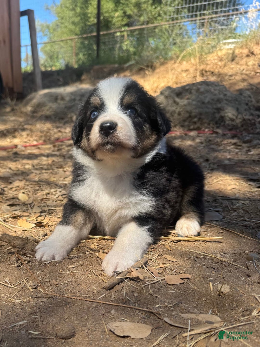 Australian Shepherd dogs for sale: Orange Collar - Image 2