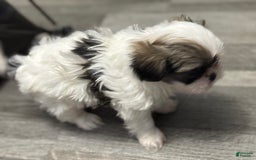 Shih Tzu dogs for sale: Prince - Image 3