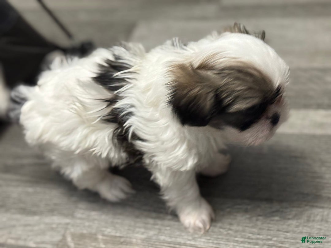 Shih Tzu dogs for sale: Prince - Image 3