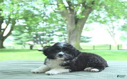 Mini Aussiedoodle dogs for sale: Walker - Image 7