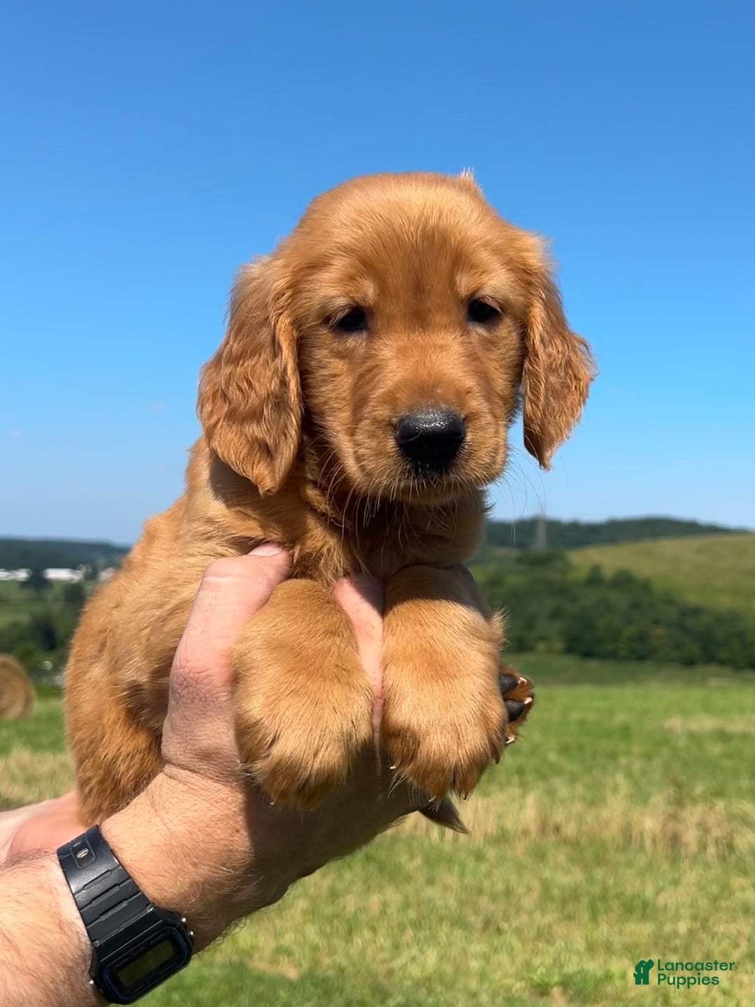 Golden Retriever dogs for sale: Rascal - Image 4