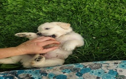 Golden Retriever dogs for sale: Pebbles - Image 11