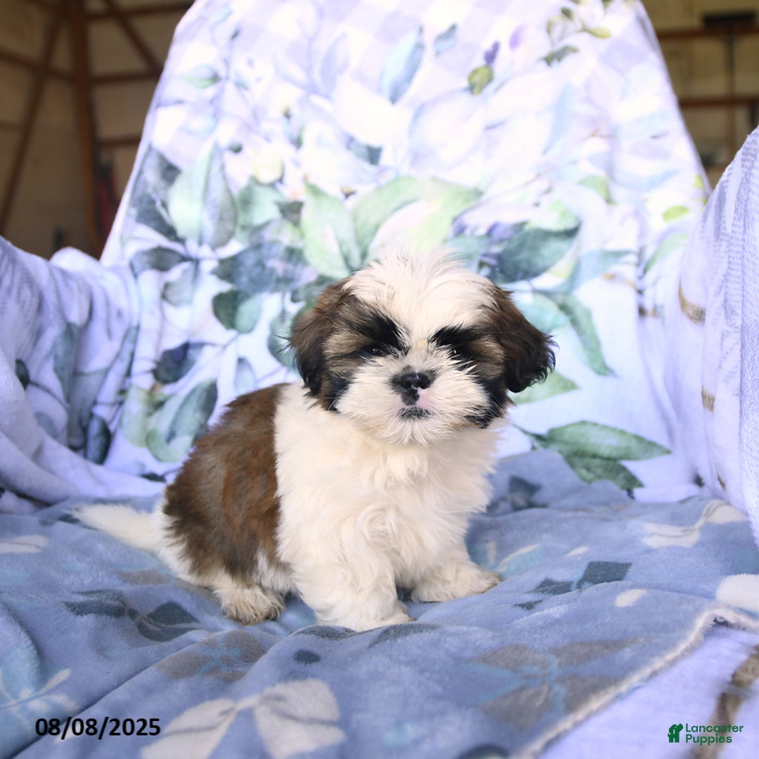 Shih Tzu dogs for sale: King - Image 2