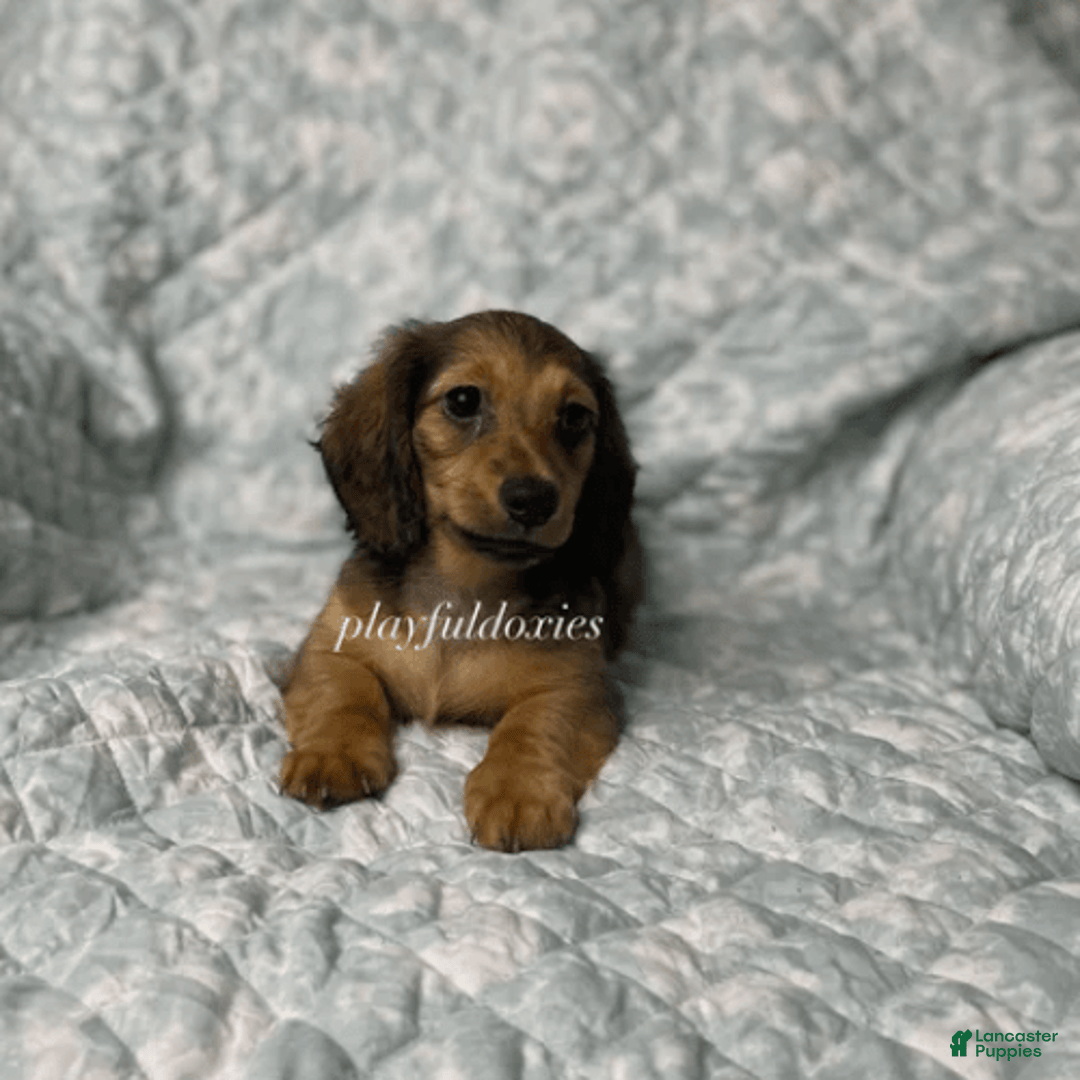 Dachshund dogs for sale: Shaded Cream Male - Image 5