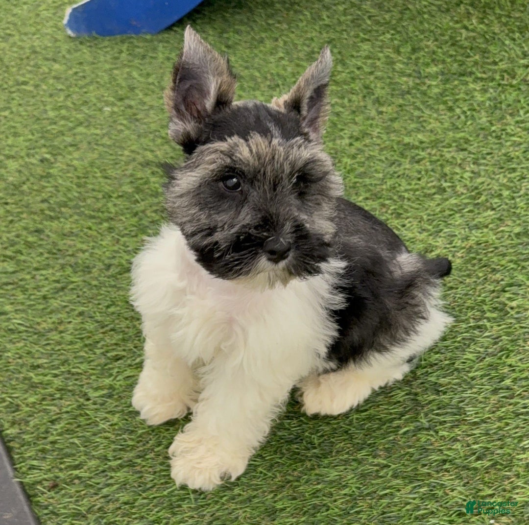 Miniature Schnauzer dogs for sale: Lonnie - Image 1