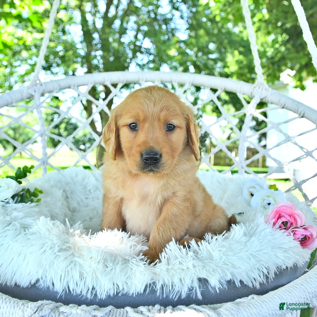 Golden Retriever dogs for sale: Adam - Image 18