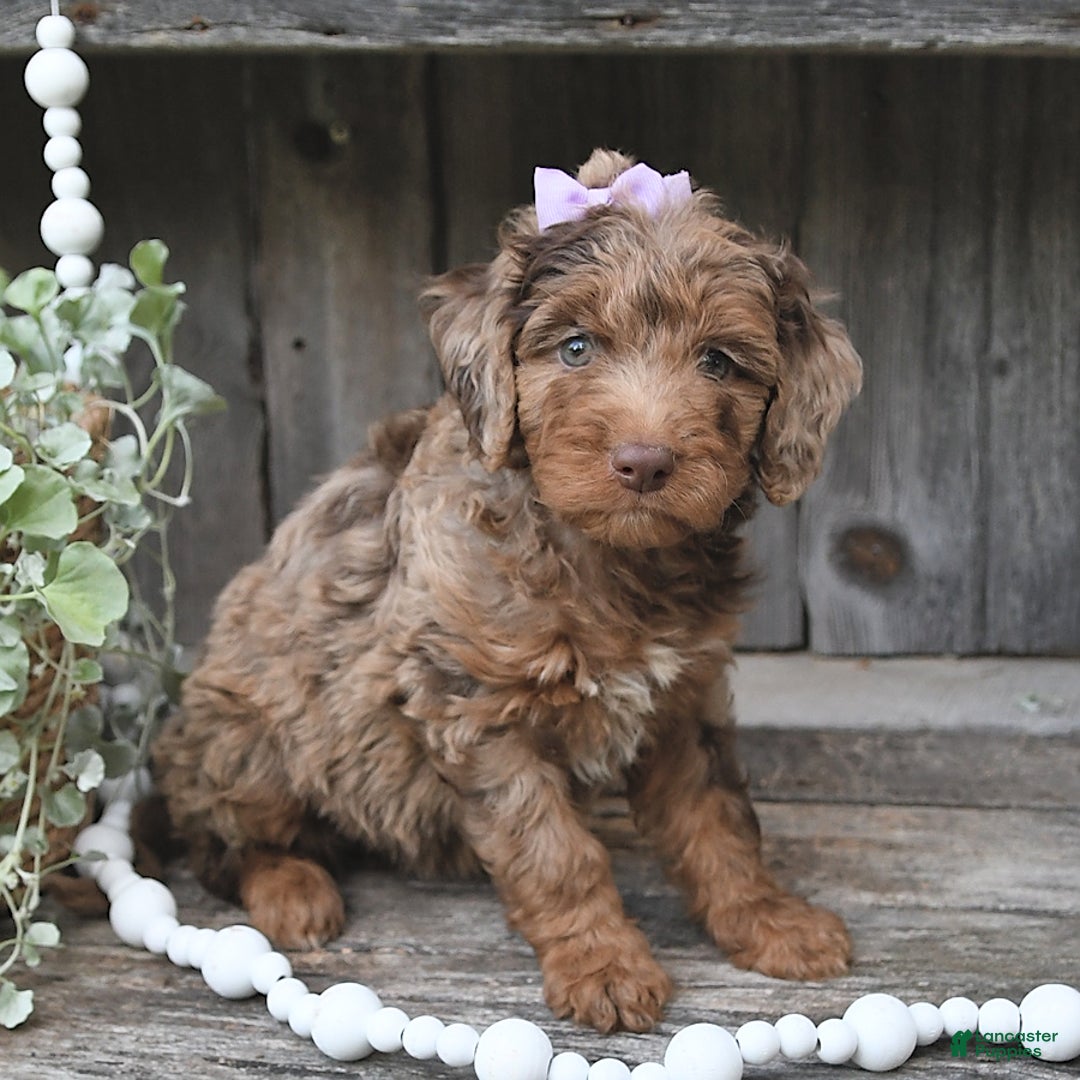 Aussiedoodle dogs for sale: Marlie - Image 2