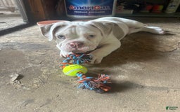 English Bulldog dogs for sale: Bowser - Image 1