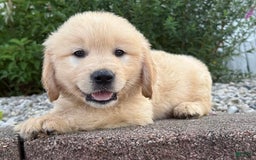 Golden Retriever dogs for sale: Turner - Image 2