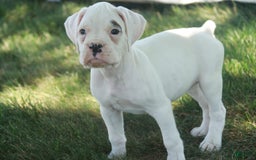 Boxer dogs for sale: Sadie - Image 5
