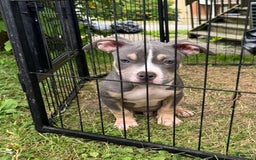 American Bully dogs for sale: Light Blue - Image 3