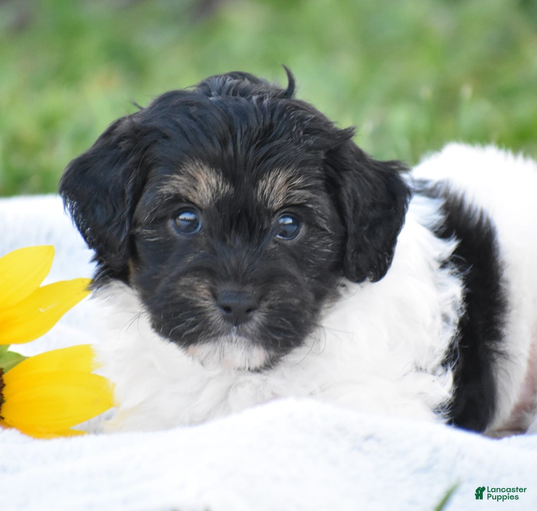 Yorkiepoo dogs for sale: Irish - Image 1