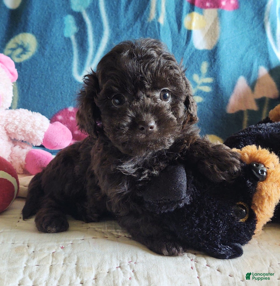 Maltipoo dogs for sale: Count Chocolate - Image 8
