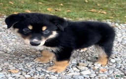Alaskan Malamute dogs for sale: Nicky - Image 2
