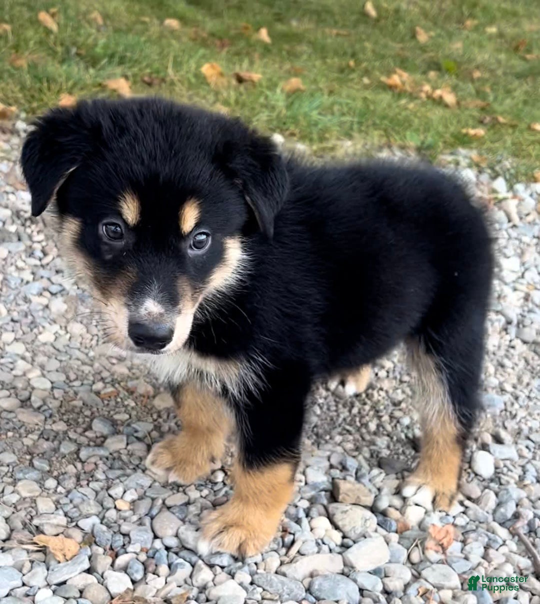 Alaskan Malamute dogs for sale: Nicky - Image 2
