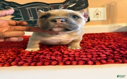American Bully dogs for sale: Exotic Bully - Image 6