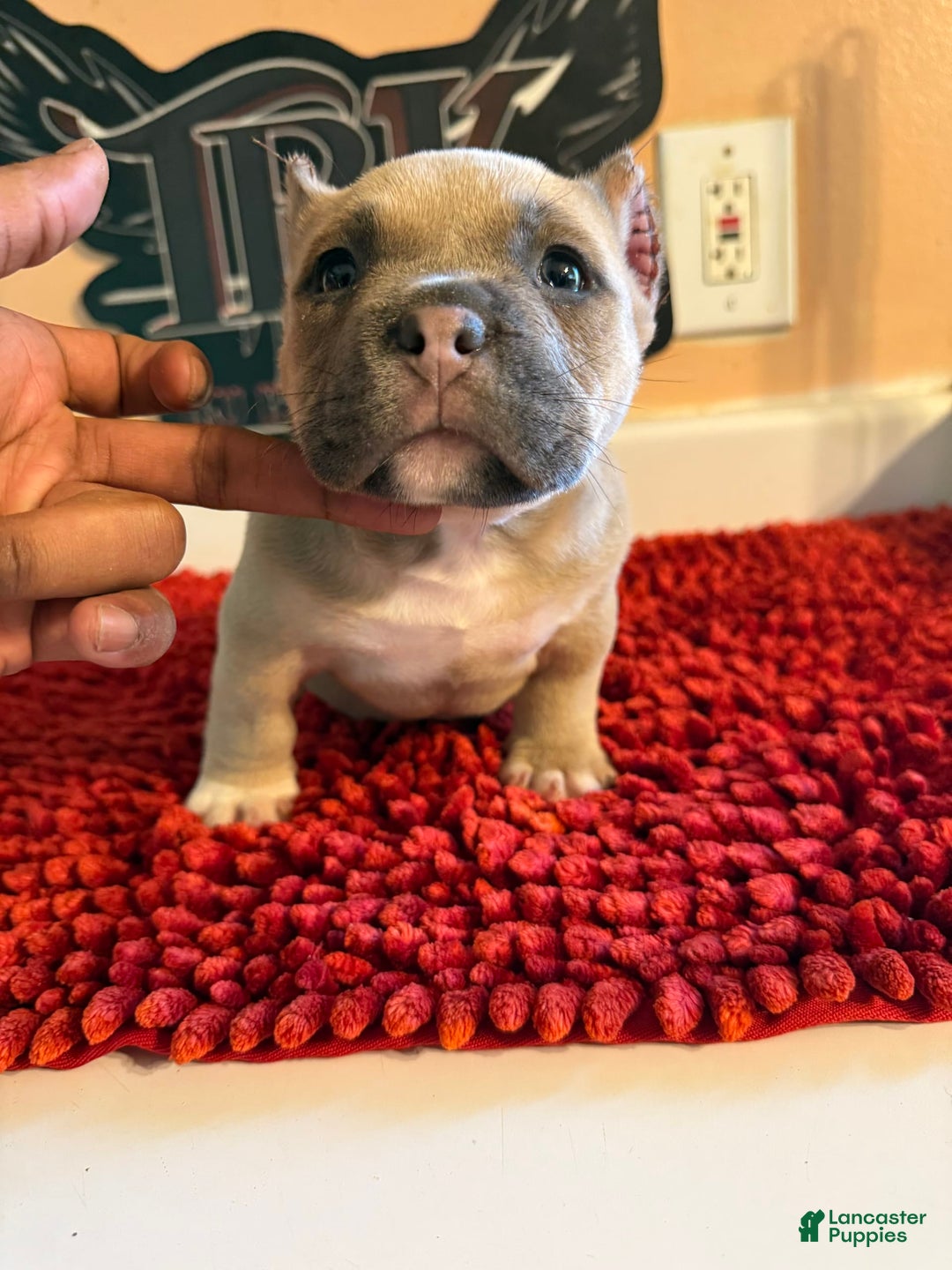 American Bully dogs for sale: Exotic Bully - Image 6