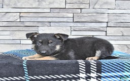 German Shepherd dogs for sale: Sage - Image 2