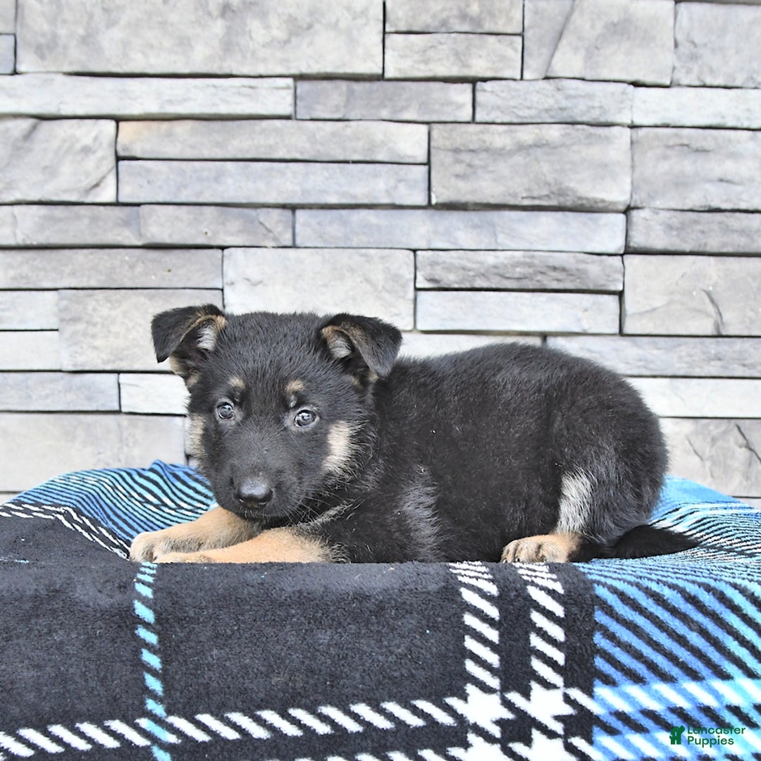 German Shepherd dogs for sale: Sage - Image 2
