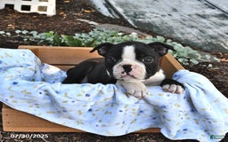 Boston Terrier dogs for sale: Debra - Image 5