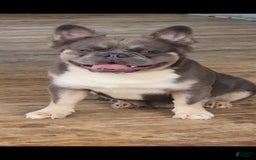 French Bulldog dogs for sale: Top Gun - Image 7
