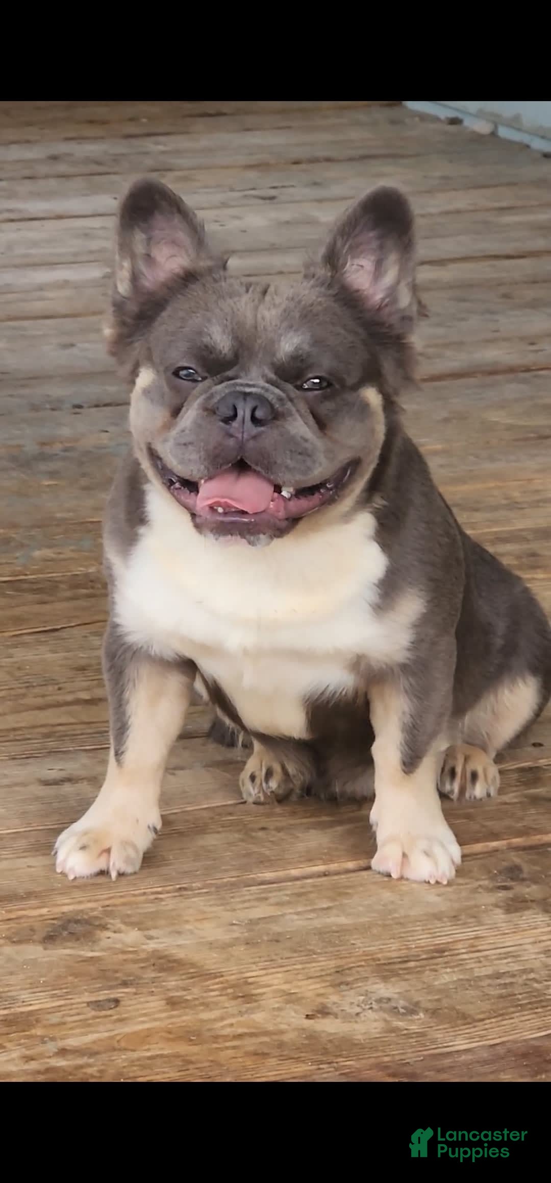 French Bulldog dogs for sale: Top Gun - Image 7