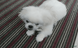 Pekingese dogs for sale: Aspen - Image 7